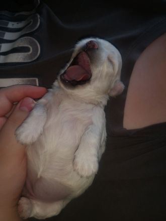 Chihuahua/Malteser Mix