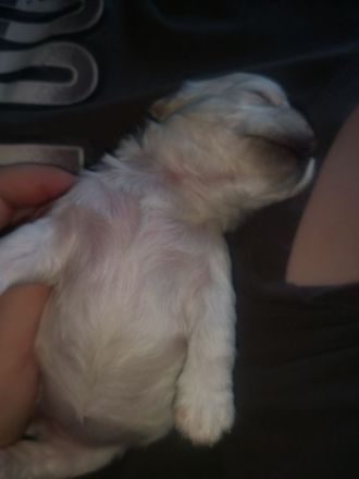 Chihuahua/Malteser Mix