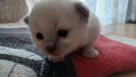 Reinrassige Heilige Birmas Kitten