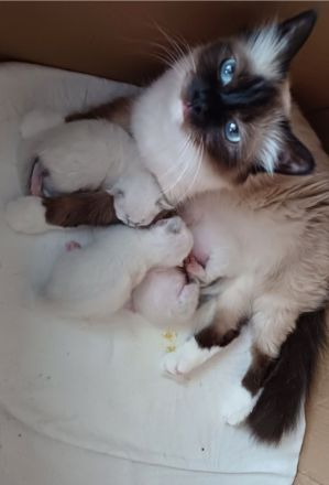 Reinrassige Heilige Birmas Kitten