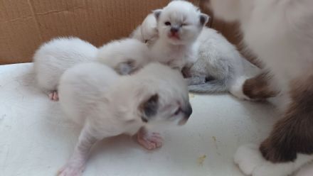 Reinrassige Heilige Birmas Kitten