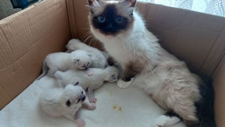 Reinrassige Heilige Birmas Kitten