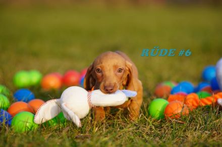 Reinrassige Zwergdackelwelpen auf Familiensuche