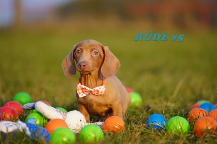 Reinrassige Zwergdackelwelpen auf Familiensuche