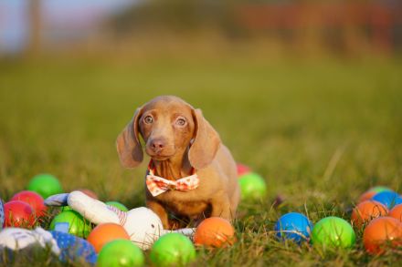 Reinrassige Zwergdackelwelpen auf Familiensuche