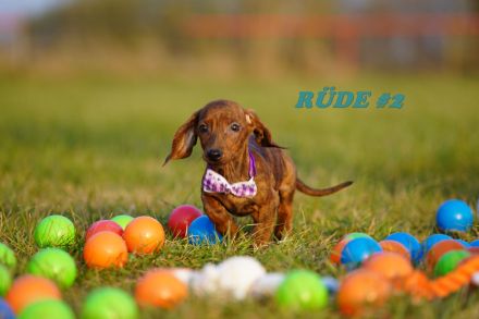 Reinrassige Zwergdackelwelpen auf Familiensuche