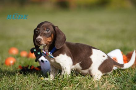 Reinrassige Zwergdackelwelpen auf Familiensuche