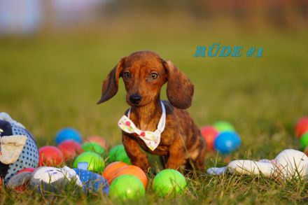 Reinrassige Zwergdackelwelpen auf Familiensuche