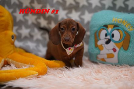 Reinrassige Zwergdackelwelpen auf Familiensuche