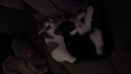 Katzen Kitten Verkauf