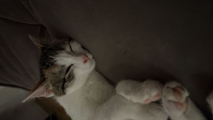 Katzen Kitten Verkauf