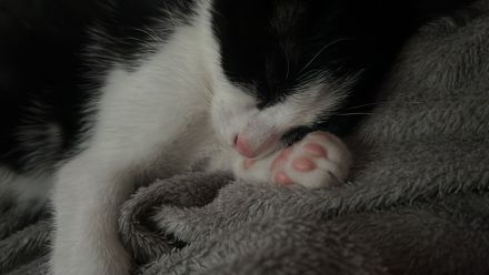 Katzen Kitten Verkauf