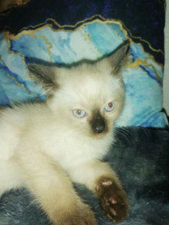 Siam mix BkH Katzen