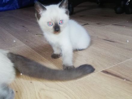 Siam mix BkH Katzen