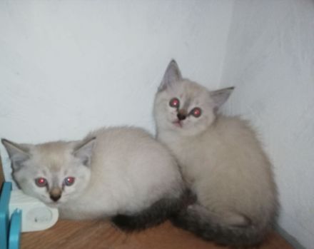 Siam mix BkH Katzen
