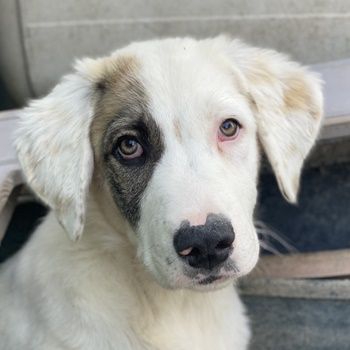 Antoya, Adele, Alfons, Arthur, Aron, Arco geb. ca. 02/2024, leben in GRIECHENLAND