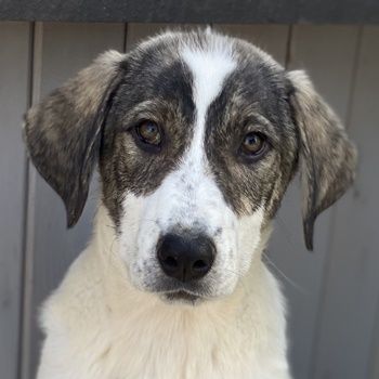 Antoya, Adele, Alfons, Arthur, Aron, Arco geb. ca. 02/2024, leben in GRIECHENLAND