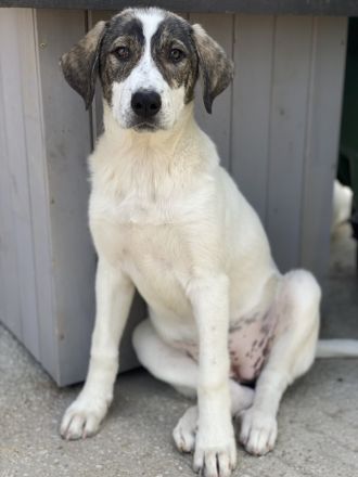 Antoya, Adele, Alfons, Arthur, Aron, Arco geb. ca. 02/2024, leben in GRIECHENLAND