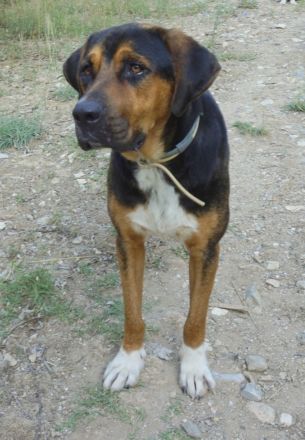 Boris, geb. ca. 06/2019, lebt in GRIECHENLAND, auf einer privaten Pflegestelle