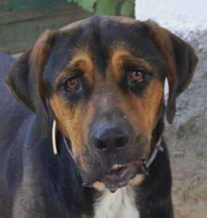 Boris, geb. ca. 06/2019, lebt in GRIECHENLAND, auf einer privaten Pflegestelle