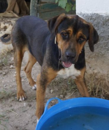 Boris, geb. ca. 06/2019, lebt in GRIECHENLAND, auf einer privaten Pflegestelle