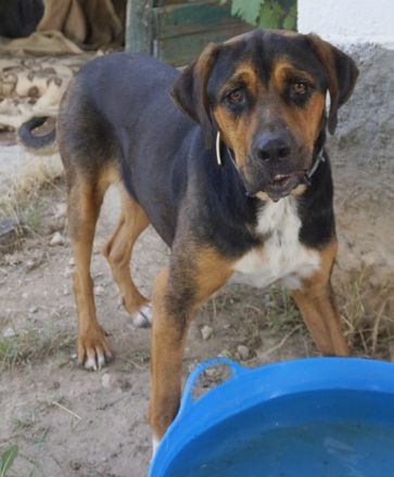 Boris, geb. ca. 06/2019, lebt in GRIECHENLAND, auf einer privaten Pflegestelle