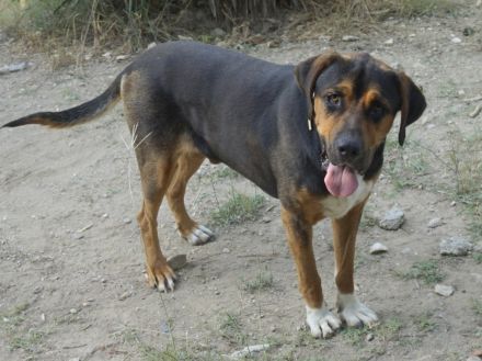 Boris, geb. ca. 06/2019, lebt in GRIECHENLAND, auf einer privaten Pflegestelle