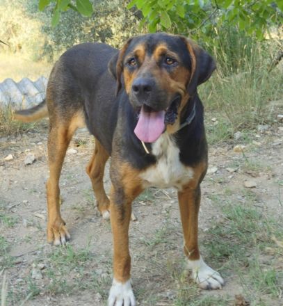 Boris, geb. ca. 06/2019, lebt in GRIECHENLAND, auf einer privaten Pflegestelle