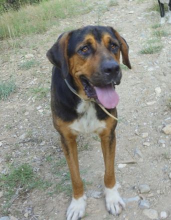 Boris, geb. ca. 06/2019, lebt in GRIECHENLAND, auf einer privaten Pflegestelle