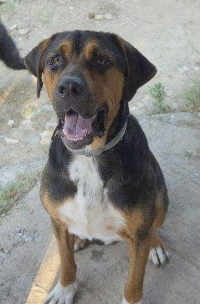 Boris, geb. ca. 06/2019, lebt in GRIECHENLAND, auf einer privaten Pflegestelle