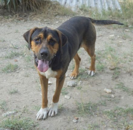 Boris, geb. ca. 06/2019, lebt in GRIECHENLAND, auf einer privaten Pflegestelle