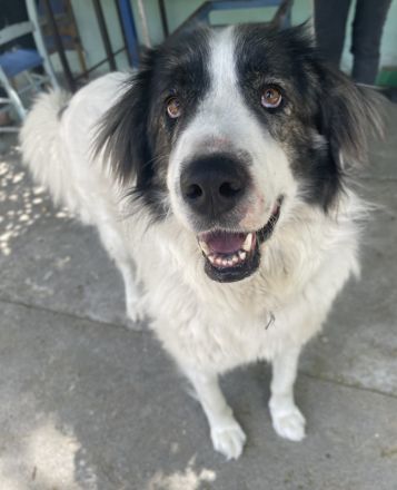 Rudolf, geb. ca. 01/2023, lebt in GRIECHENLAND, auf einer privaten Pflegestelle