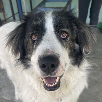 Rudolf, geb. ca. 01/2023, lebt in GRIECHENLAND, auf einer privaten Pflegestelle