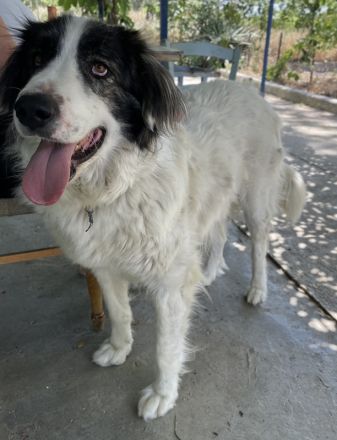 Rudolf, geb. ca. 01/2023, lebt in GRIECHENLAND, auf einer privaten Pflegestelle