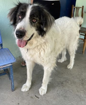 Rudolf, geb. ca. 01/2023, lebt in GRIECHENLAND, auf einer privaten Pflegestelle