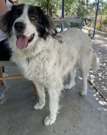 Rudolf, geb. ca. 01/2023, lebt in GRIECHENLAND, auf einer privaten Pflegestelle