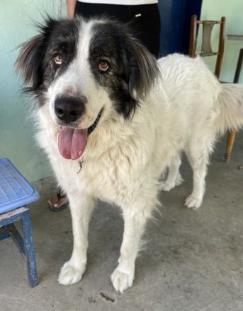 Rudolf, geb. ca. 01/2023, lebt in GRIECHENLAND, auf einer privaten Pflegestelle