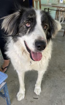 Rudolf, geb. ca. 01/2023, lebt in GRIECHENLAND, auf einer privaten Pflegestelle