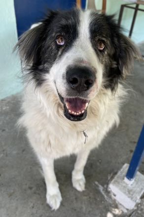 Rudolf, geb. ca. 01/2023, lebt in GRIECHENLAND, auf einer privaten Pflegestelle