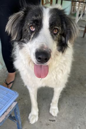 Rudolf, geb. ca. 01/2023, lebt in GRIECHENLAND, auf einer privaten Pflegestelle