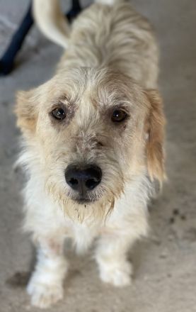 Harry, geb. ca. 05/2022, lebt in GRIECHENLAND, auf einer privaten Pflegestelle