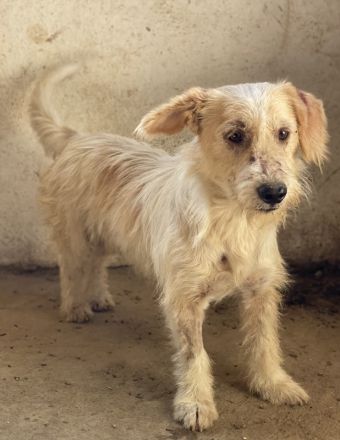 Harry, geb. ca. 05/2022, lebt in GRIECHENLAND, auf einer privaten Pflegestelle