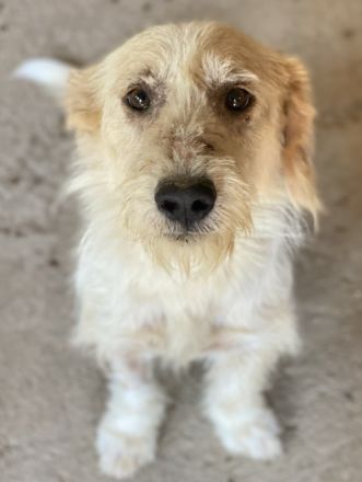 Harry, geb. ca. 05/2022, lebt in GRIECHENLAND, auf einer privaten Pflegestelle