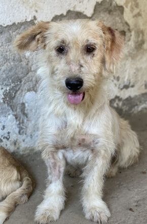 Harry, geb. ca. 05/2022, lebt in GRIECHENLAND, auf einer privaten Pflegestelle