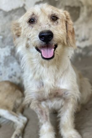 Harry, geb. ca. 05/2022, lebt in GRIECHENLAND, auf einer privaten Pflegestelle