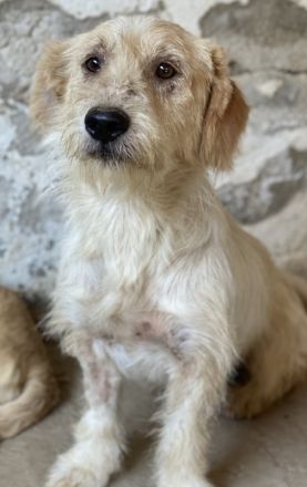 Harry, geb. ca. 05/2022, lebt in GRIECHENLAND, auf einer privaten Pflegestelle