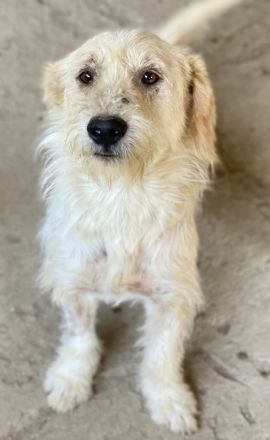 Harry, geb. ca. 05/2022, lebt in GRIECHENLAND, auf einer privaten Pflegestelle