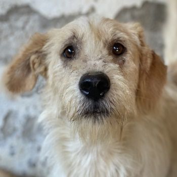 Harry, geb. ca. 05/2022, lebt in GRIECHENLAND, auf einer privaten Pflegestelle