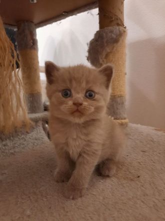 BKH Kitten