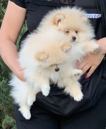 Reinrassiges Pomeranian Spitz 2 Mädchen FCI